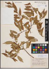 Foto von Salix eriocephala var. watsonii (Bebb) Dorn